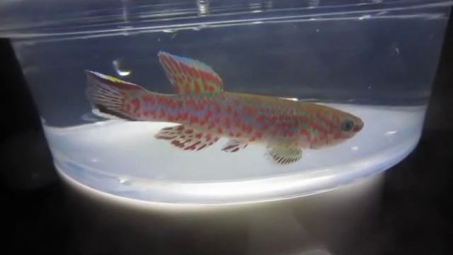 Fundulopanchax gardneri - male смотреть онлайн