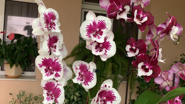 Любовь гармония и много красоты !!!🌺🍀🌺 смотреть онлайн