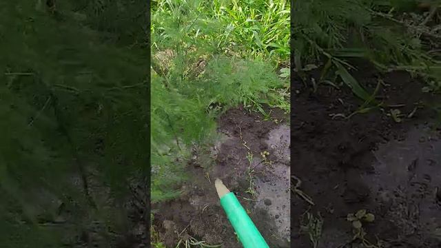 Корневая подкормка Спаржи сывороткой с козьего молока....