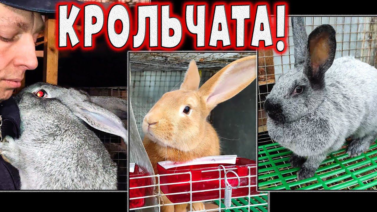 Что и требовалось доказать! Бугаюшечка и Сильва окролились смотреть онлайн