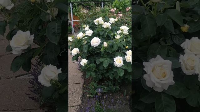 Роза Шопен смотреть онлайн