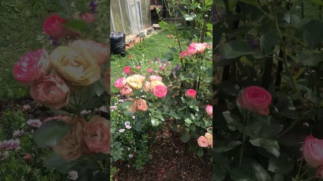 Создание Средиземноморского пейзажа в отдельно взятом саду. Начальный этап смотреть онлайн