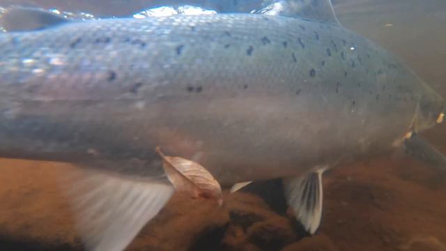 Releasing fish. Река Поной. Поймал -отпусти. Рыбалка на нахлыст. смотреть онлайн