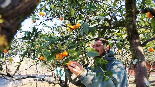Утро Абхазского фермера. Гали Абхазия смотреть онлайн