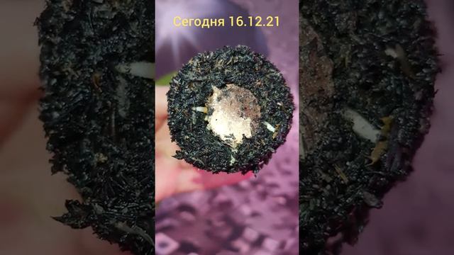 необычно новый способ укоренения аглаонем смотреть онлайн