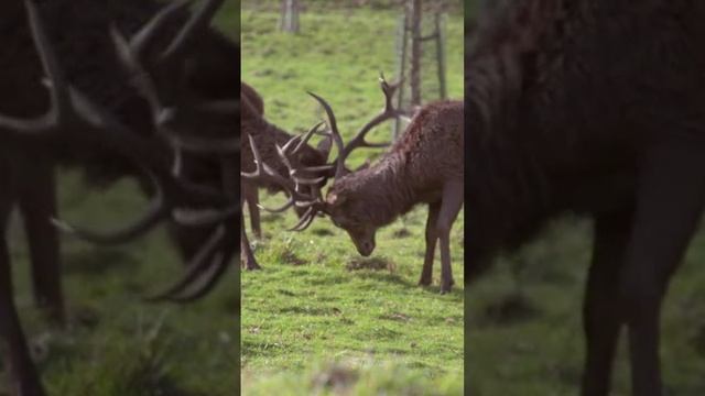 Джо Диспенза для того чтобы