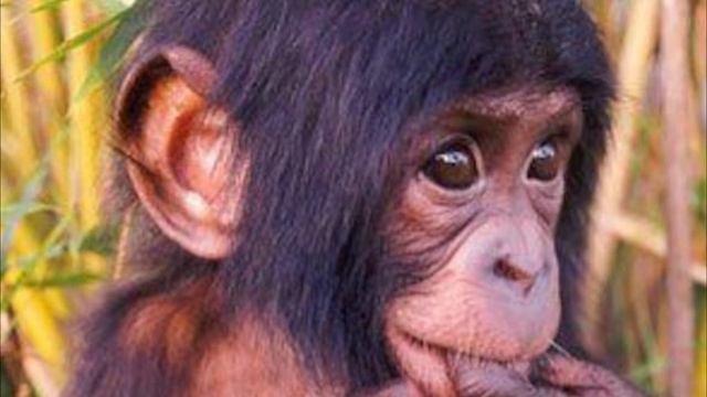 Милые обезьянки 💘 СМЕШНОЕ ВИДЕО ИЗ ПРИРОДЫ 💘 смотреть онлайн