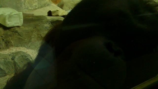 Новосибирск.Зоопарк смотреть онлайн