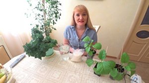 САХАР ДЛЯ РАССАДЫ И РАСТЕНИЙ. ПОЛЬЗА ИЛИ ВРЕД?
