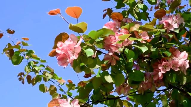 Сура 18 الكهف (Пещера) смотреть онлайн