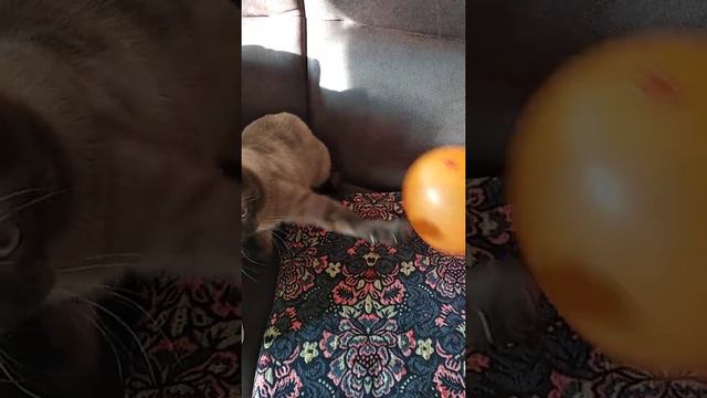 #Барсик#и шарик смотреть онлайн