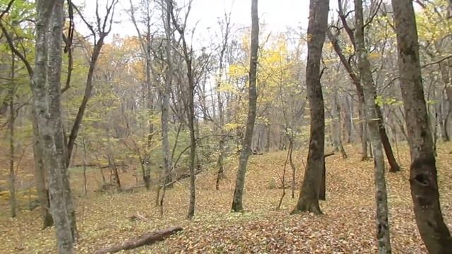 Осенний лес - листопад - ноябрь в Горячем Ключе смотреть онлайн