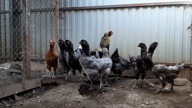 Гилянские голубые вывод 2018. Сегодня сентябрь 2019 смотреть онлайн