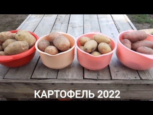 Обзор урожая 2022 г. смотреть онлайн