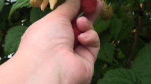 МАРИЯ мой самый любимый сорт малины