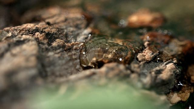 Lador dermatical hair-loss shampoo смотреть онлайн