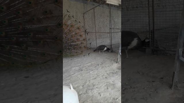 Индийский павлин смотреть онлайн