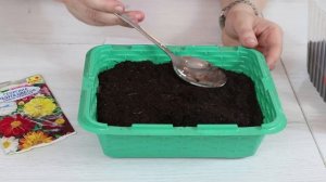 Как посадить ГЕОРГИНЫ на рассаду