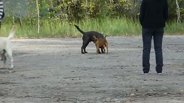 лабрадор Рик 6 месяцев 30 09 12 смотреть онлайн