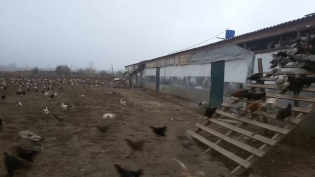 Птицеферма Новая Мака (Дагестан) Россия смотреть онлайн