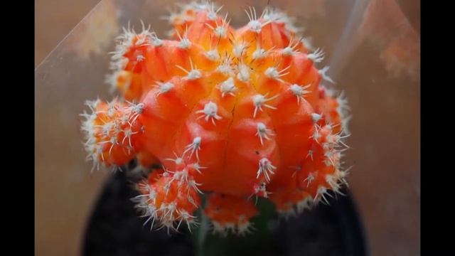 Самые красивые экзотические растения.Видео 2 смотреть онлайн