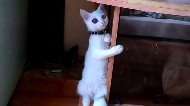 Кот с разными глазами . смотреть онлайн