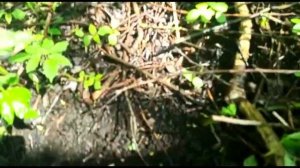 Посадка Древовидной гортензии Анабель.