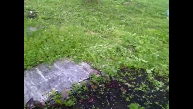 на даче\ подмерзли растения\ низкая температура по ночам смотреть онлайн