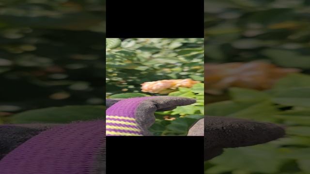 САЖЕНЦЫ РОЗ в семейном питомнике растений roseb смотреть онлайн