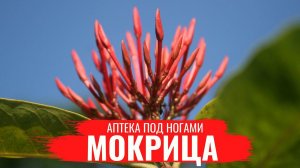 МОКРИЦА / О правилах сбора /  нюансах заготовки и приготовлении полезных настоев / Аптека под ногами