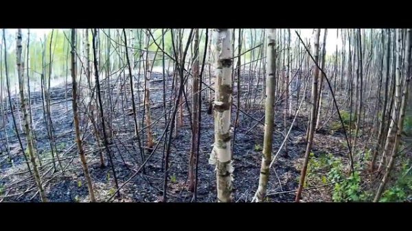 Таинственный лес (The mysterious forest)