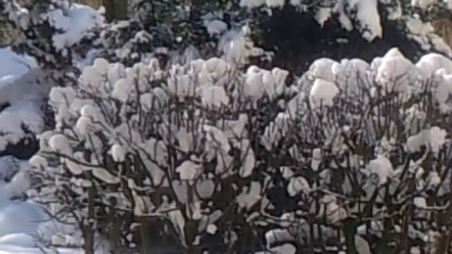 Игорь Царёв Памяти Е.Д. смотреть онлайн