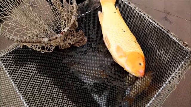 Компания "Свежерыбица" - доставка свежего осетра и форели по Екатеринбургу смотреть онлайн