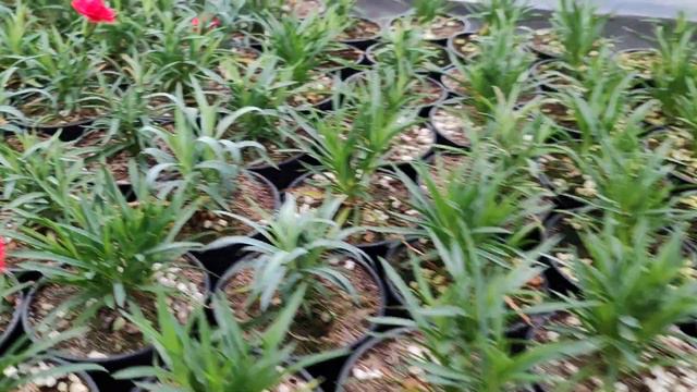 обзор теплицы 29.11.23 смотреть онлайн