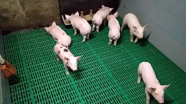 Експеримент. Бокс опоросу на бетонній щілинній підлозі.