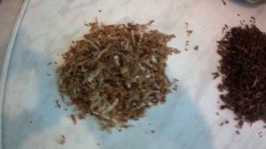 Выращивание табака.Сорт табака бамбук.Ферментация(сравнение).