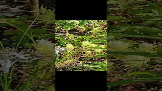 Ягодная охота в разгаре! И кабанов не боимся! смотреть онлайн