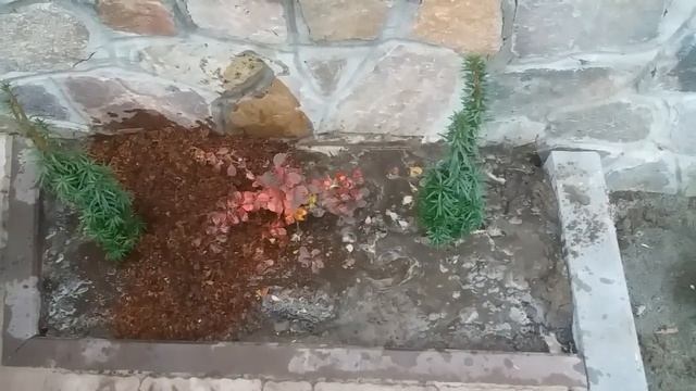 Посадка декоративных растений!(туя,барбарис,тис ягодный) смотреть онлайн
