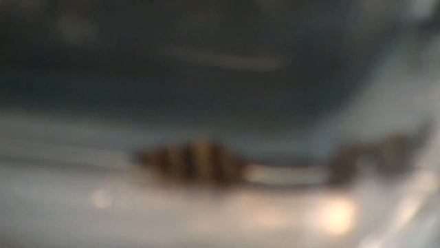 Новый аквариум. Черничная ампулярия. Хелена. Креветки вишни. Аквариумные растения.