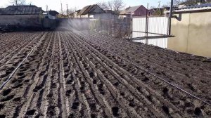 Полив с помощью СПРЕЙ-ЛЕНТЫ ТУМАН