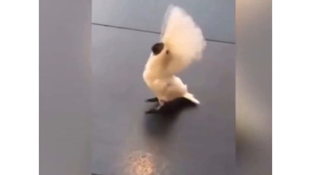 The parrot barks like a dog Попугай лает на собаку смотреть онлайн