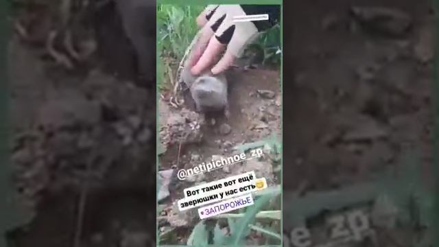 Ручной слепыш смотреть онлайн