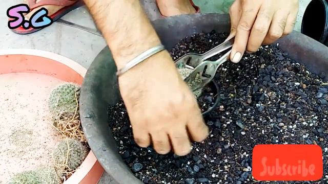 Mammillaria Hahniana Cactus Repoting