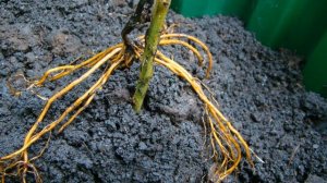 Корневая система клематиса: что о ней нужно знать
