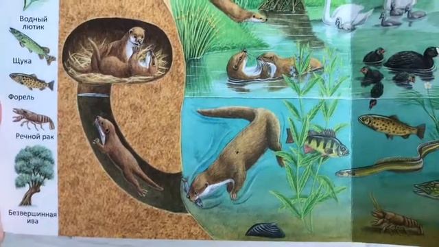 ОбзорКниги ? В пруду и у реки - Первые книги малыша - изд Улыбка смотреть онлайн