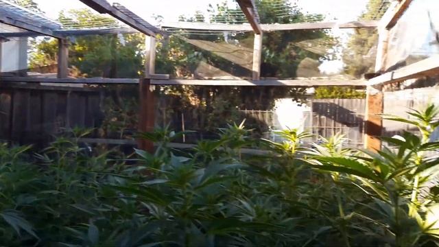 Greg's Groovy Ganja Grow: Episode 9 - Flowering Commences смотреть онлайн