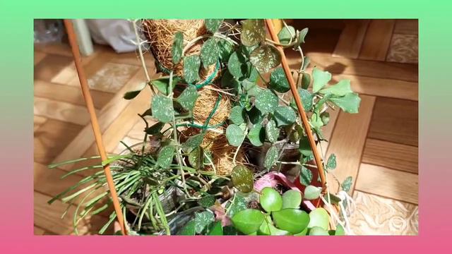 Корзинка с хойками часть 4🌺🌸🌺💛💙 смотреть онлайн