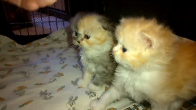 Шотландские длинношерстные котята ,помет "Т" - 1 месяц смотреть онлайн