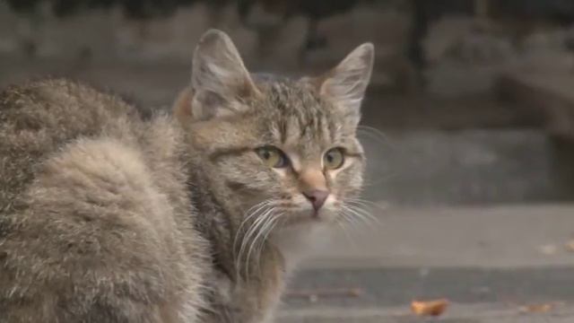 ДЕРАТИЗАЦИЯ смотреть онлайн