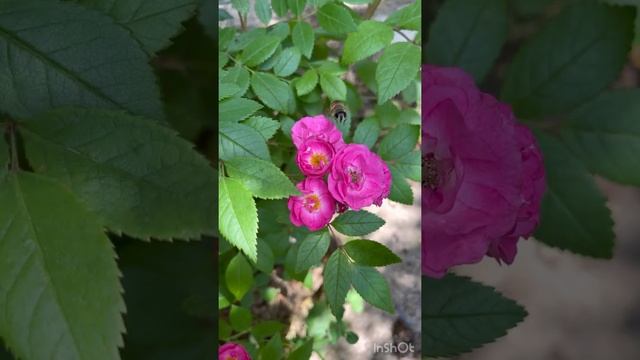 Rose Dinky / Роза Динки #roses #розы #roseflower #dinky #redrose смотреть онлайн